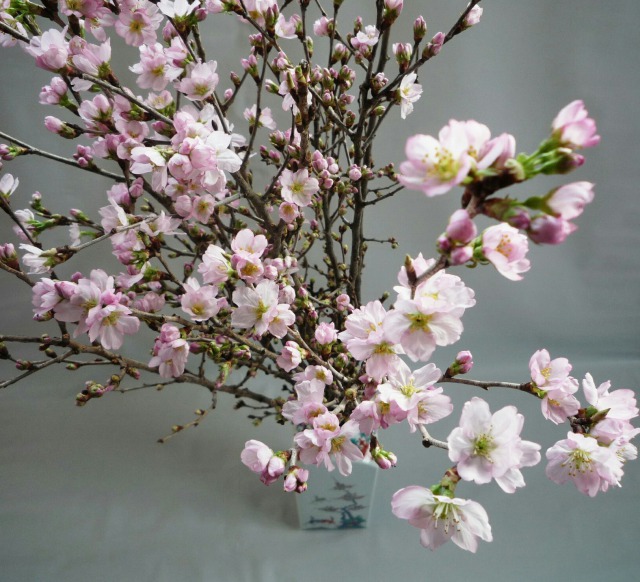 花を咲かせた啓翁桜